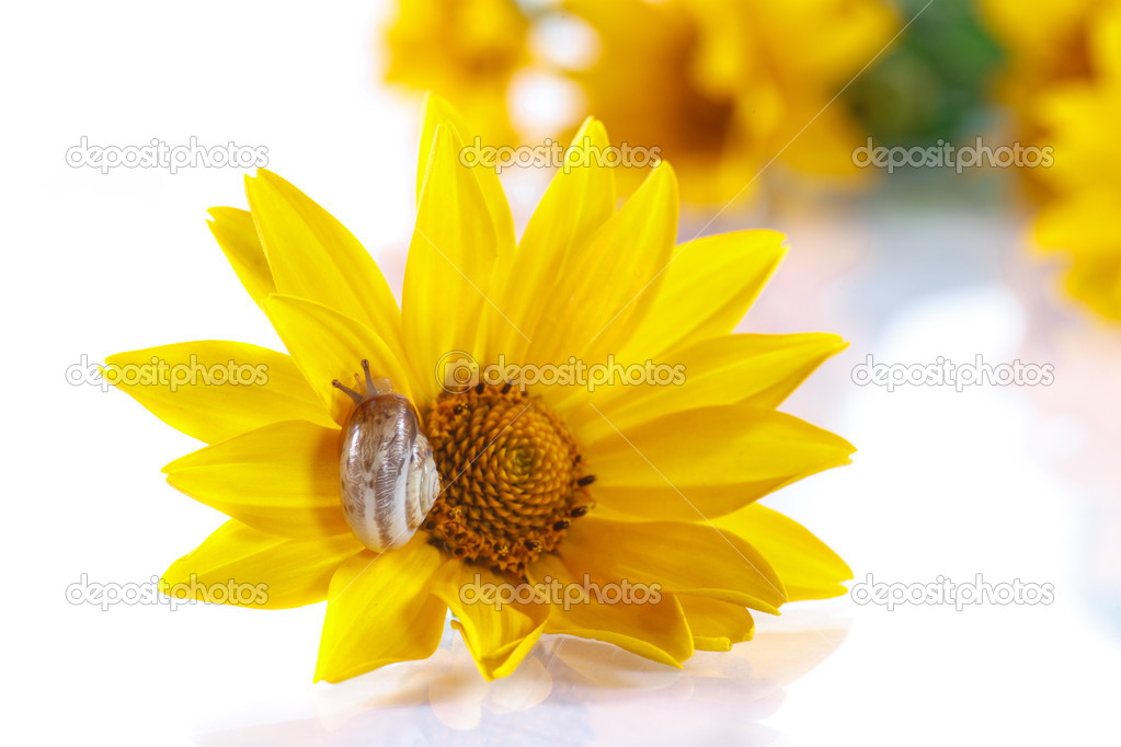 bouquet of yellow daisies with a snail