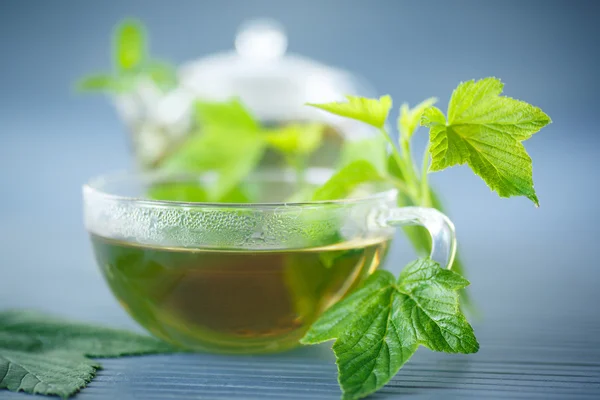 Herbata z liści porzeczki — Zdjęcie stockowe