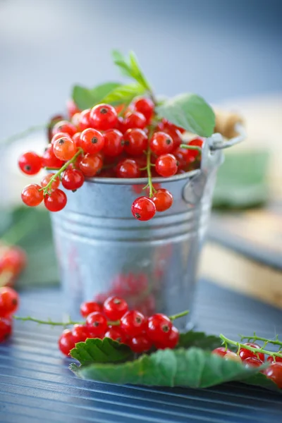 Redcurrant — Stock Photo, Image