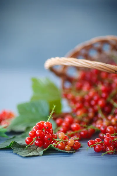 Rote Johannisbeere — Stockfoto