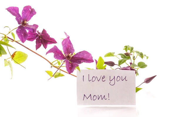 Clematis — Stock Photo, Image