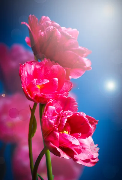 Schöne rote Tulpen — Stockfoto