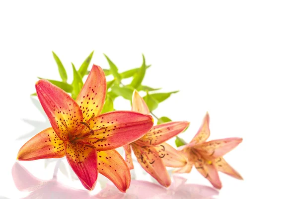 Beautiful lily — Stock Photo, Image