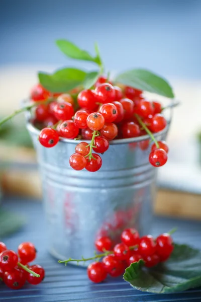 Redcurrant — Stock Photo, Image