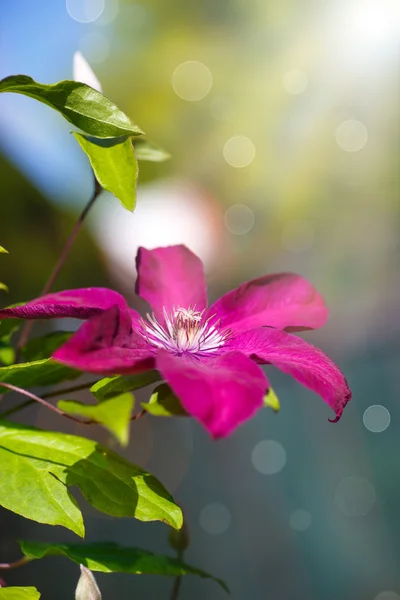 Clematis — Stock fotografie