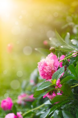 bahçede çiçek açan peonies