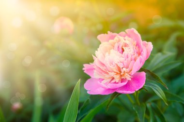 bahçede çiçek açan peonies