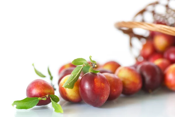 Cherry-plum — Stock Photo, Image