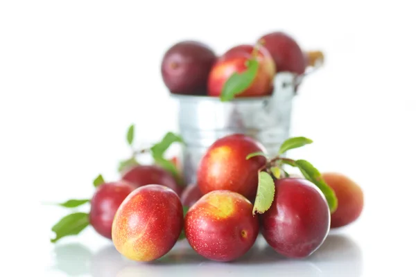 Cseresznye-szilva — Stock Fotó