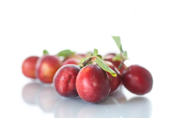 Cherry-plum — Stock Photo, Image