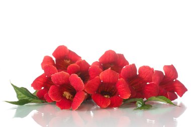 Campsis