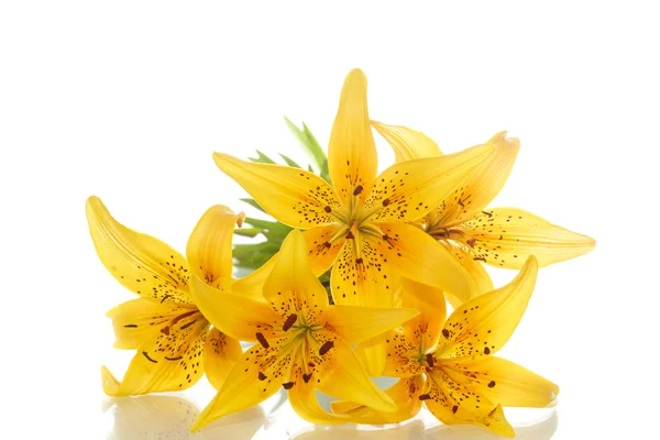 Vackra lily — Stockfoto