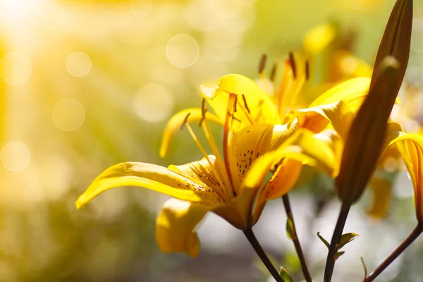 Yellow blooming lilies on a sunny day — Stock Photo, Image