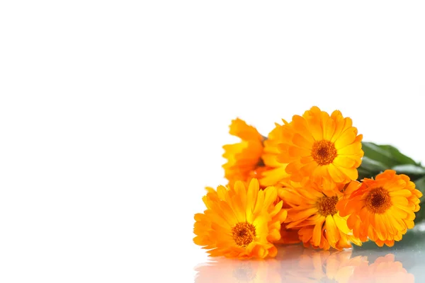 Calendula — Photo