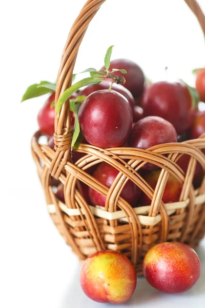 Cherry-plum — Stock Photo, Image