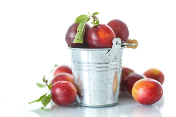 Cherry-plum — Stock fotografie