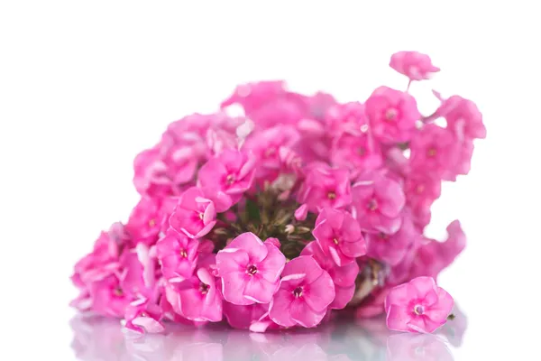 Hydrangea — Stock Photo, Image