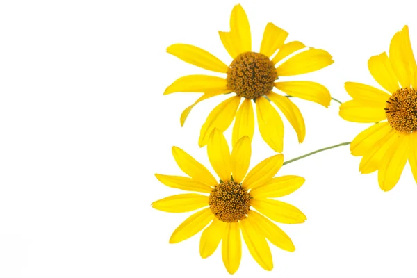 Yellow daisy flower — Stock Photo, Image