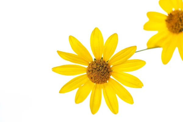 Flor de margarida amarela — Fotografia de Stock