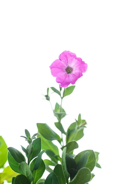 Petunia — Stock Fotó