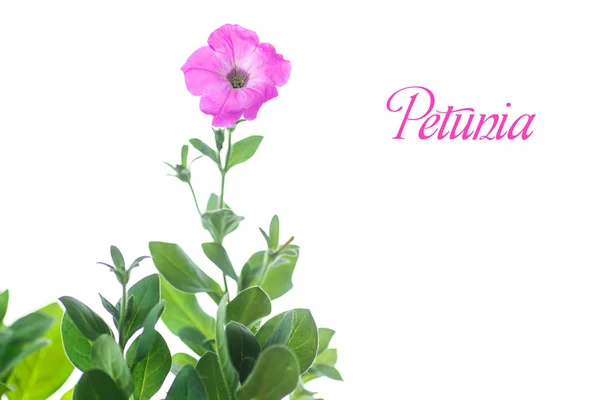 Petunia — Stock Fotó