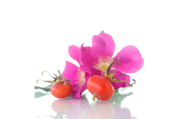 Frutti e fiori di rosa selvatica — Foto Stock