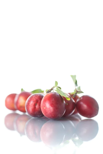 Cherry-plommon — Stockfoto