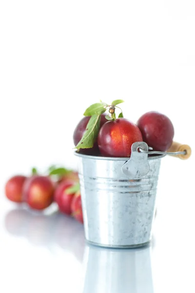 Cherry-plum — Stock Photo, Image