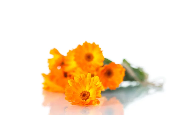 Calendula — Photo