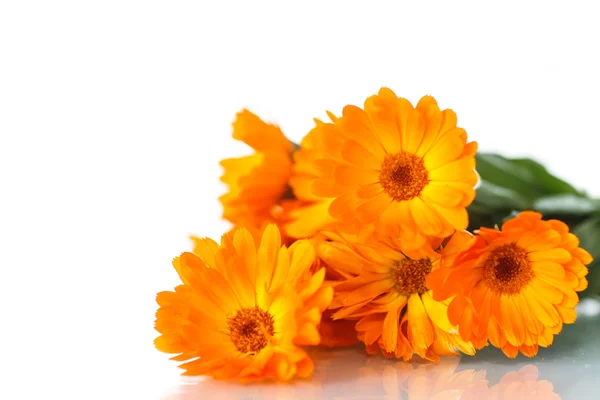 Calendula — Stock Photo, Image