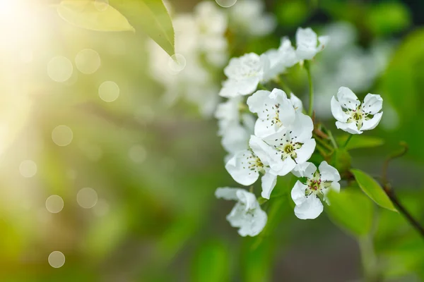 Flores de cerejeira — Fotografia de Stock