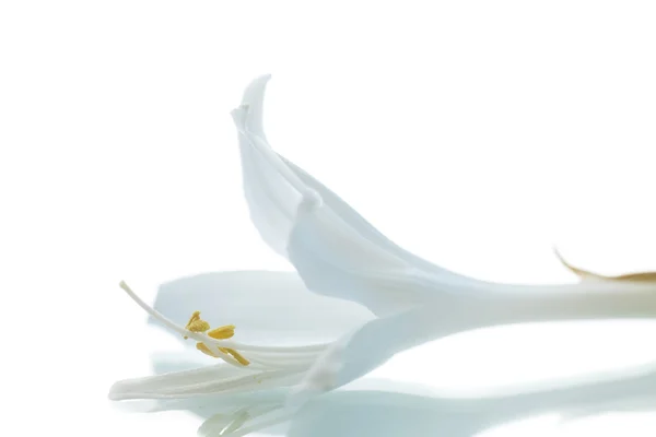 Schöne Blume hosta — Stockfoto