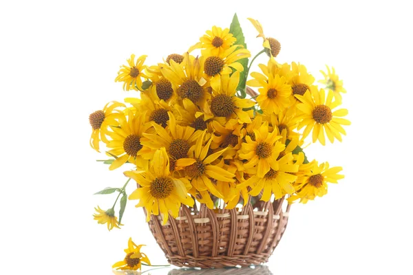 Daisy bouquet — Stock Photo, Image