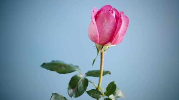 Ροζ όμορφα καλοκαιρινά τριαντάφυλλα απομονωμένα στο μπλε — Αρχείο Βίντεο