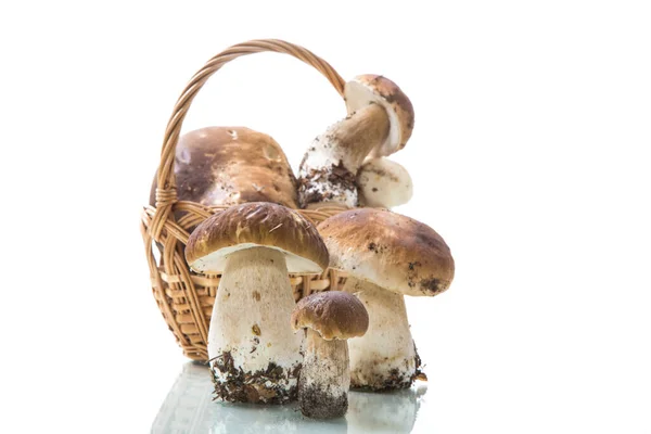 在白色背景下隔离的篮子中堆放新收获的森林蘑菇 — 图库照片