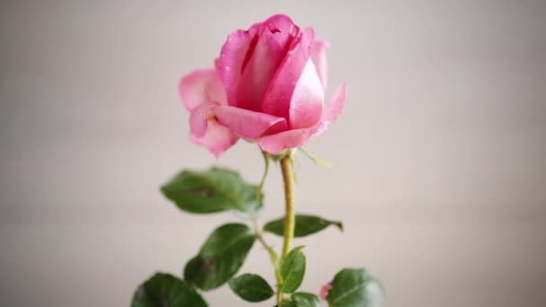 Rosa hermosas rosas de verano en la mesa de madera — Vídeos de Stock