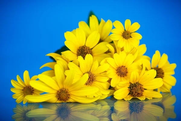 Yellow daisies — Stock Photo, Image