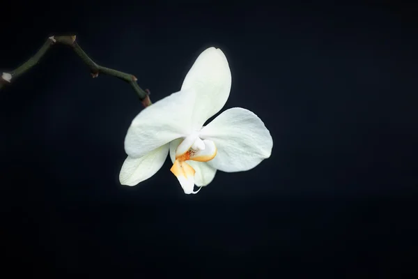 White phalaenopsis orchid — Stock Photo, Image
