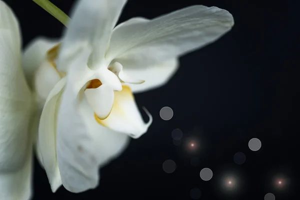 Orquídea Phalaenopsis blanca — Foto de Stock