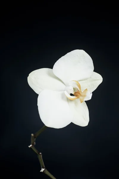 White phalaenopsis orchid — Stock Photo, Image