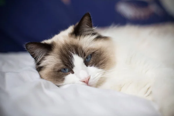 침대에 건강하고 아름다운 래그돌 고양이 — 스톡 사진