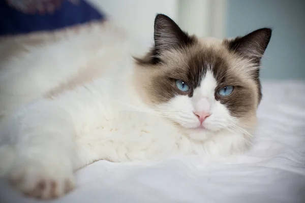 Junge Gesunde Schöne Reinrassige Ragdoll Katze Auf Dem Bett — Stockfoto