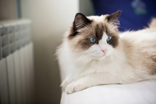 Jovem Saudável Bonito Puro Sangue Ragdoll Gato Cama — Fotografia de Stock