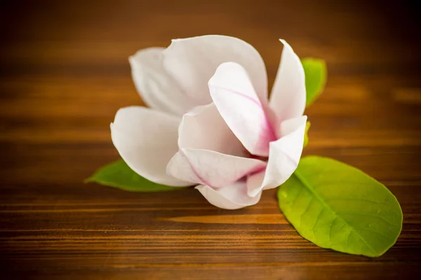 Una Flor Rosa Una Rama Magnolia Floreciente Cerca Una Mesa — Foto de Stock