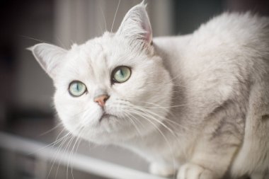 Yetişkin kedi şeceresi İskoç çinçillası..