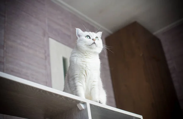 Adult Cat Pedigree Scottish Chinchilla Straight Ears Home — Stock Photo, Image