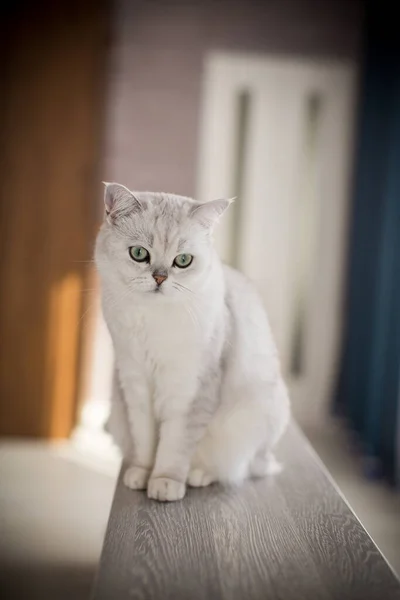 Gato Adulto Pedigrí Escocés Chinchilla Orejas Rectas Casa — Foto de Stock