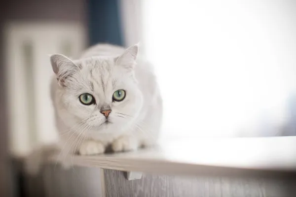 Adult Cat Pedigree Scottish Chinchilla Straight Ears Home — Stock Photo, Image
