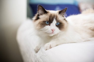 Genç, sağlıklı, safkan, Ragdoll kedisi, yatağın üstünde.