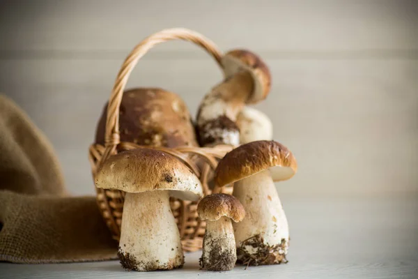 Ramo Champiñones Forestales Recién Cosechados Una Canasta Sobre Una Mesa — Foto de Stock